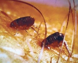 Wesley Chapel Pest Control Pros Image